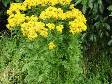 tansy ragwort