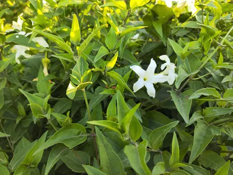 Summer Jasmine