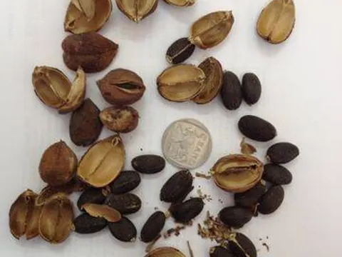 Physic Nut