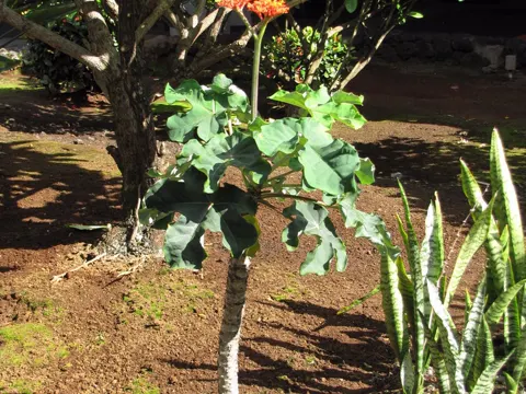 Gout Plant