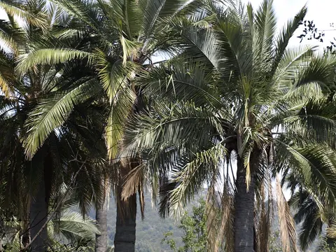 Chilean Wine Palm