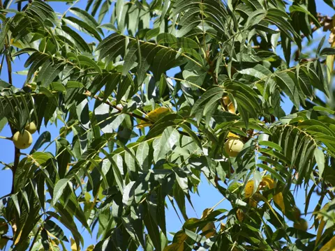 Northern California Walnut