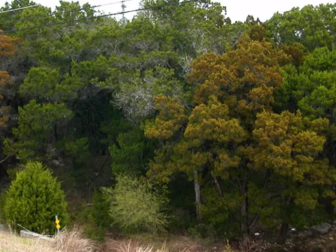 Ashe Juniper