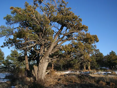Alligator Juniper