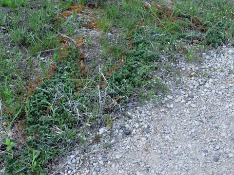 Creeping Juniper