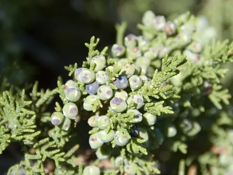 Oneseed Juniper