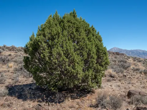 Western Juniper