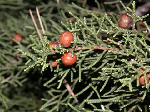 Phoenician Juniper