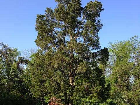 Eastern Redcedar