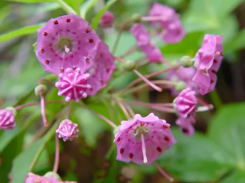 Kalmia angustifolia