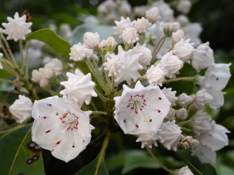 Mountain Laurel