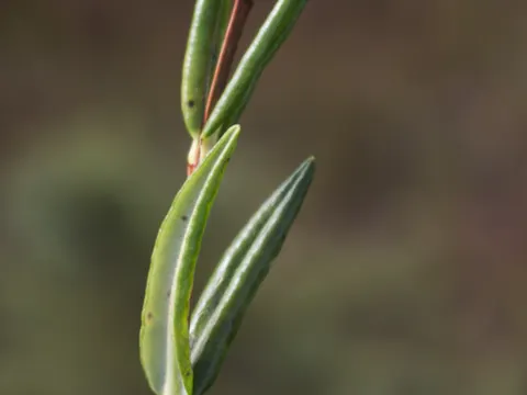 Bog Laurel