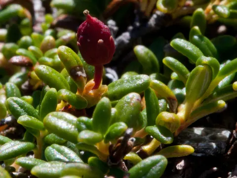 Alpine Laurel