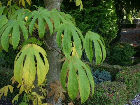 Castor-aralia