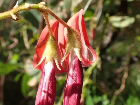 Dusky Coral-pea