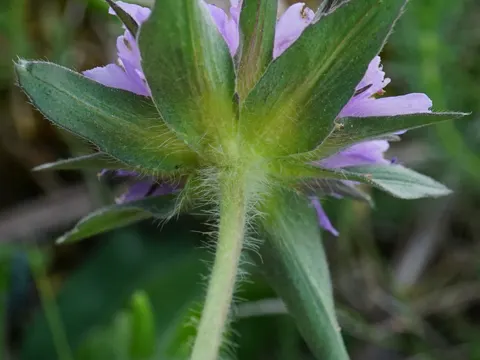Field Scabious