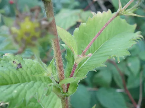 Wald-Witwenblume