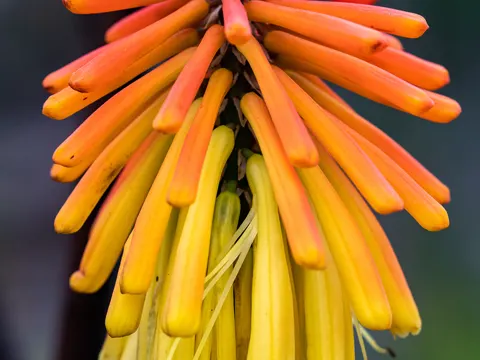 Red Hot Poker