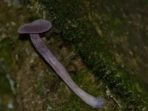 Amethyst Deceiver