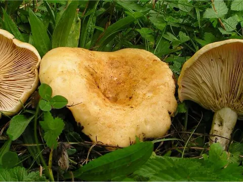 Two Spored Milkcap