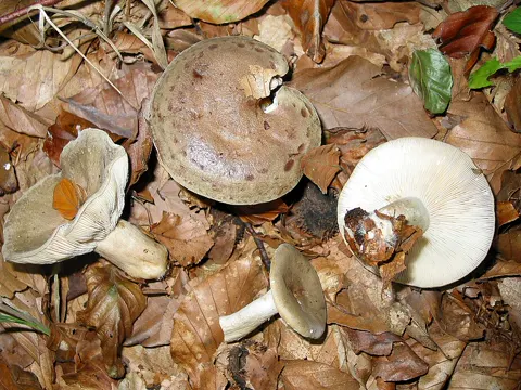 Bearded Milkcap