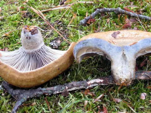 Celandine Milkcap