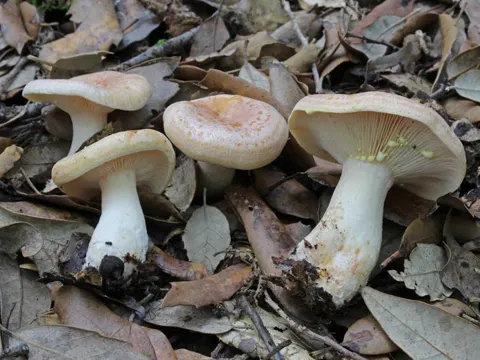 Yellowdrop Milkcap