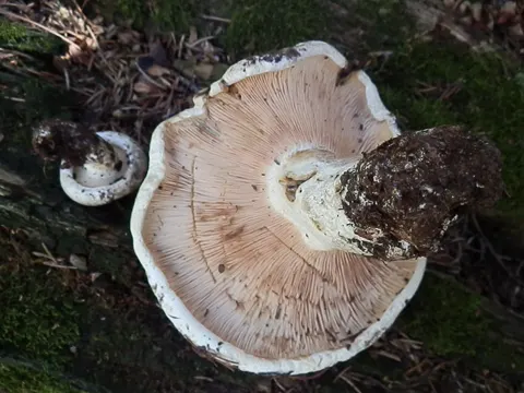 Blushing Milkcap