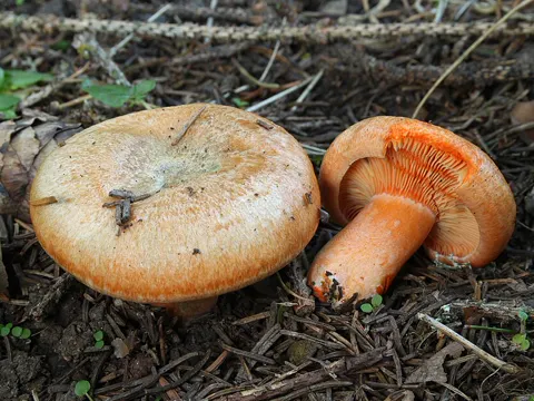 False Saffron Milkcap