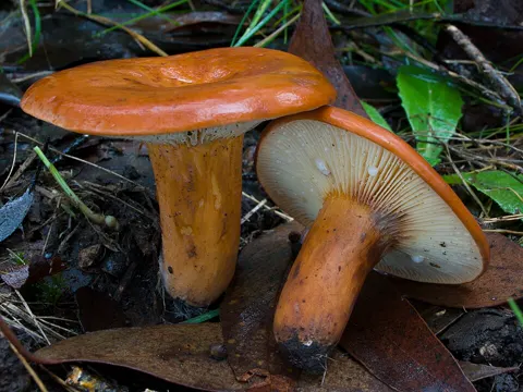 Eucalypt Milkcap