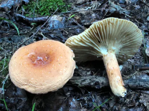 Hygrophorus milk cap