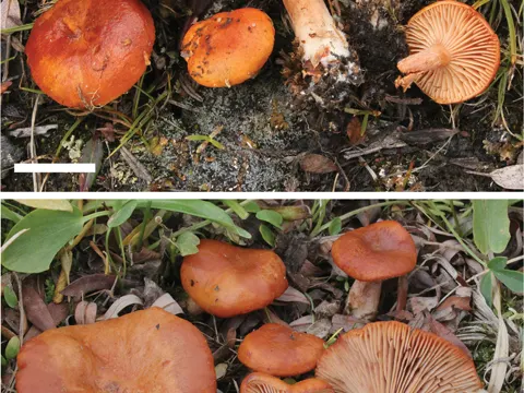 Bearded Milkcap