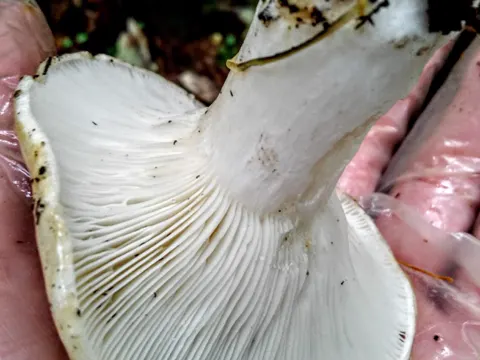 Brown Milk-cap