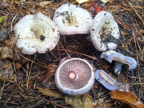 Silver-blue Milkcap