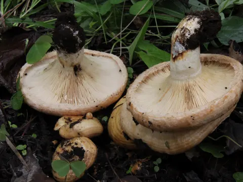 Sandy Milk Cap