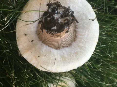 Bearded Milkcap