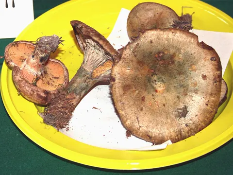 Carrot Milkcap