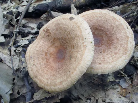 Oakbug Milkcap