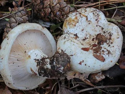 Rollrim Milkcap