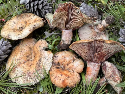 Bloody Milkcap