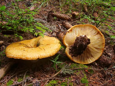Peppery Milkcap