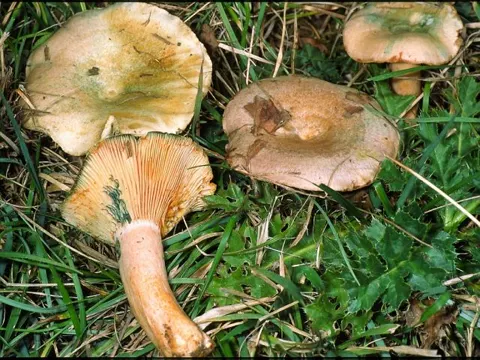 Bloody Milkcap