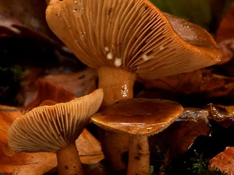 Mild Milkcap