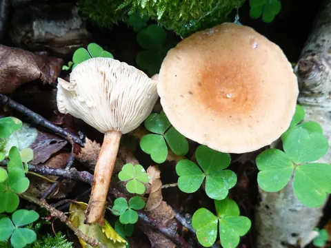 Birch Milkcap