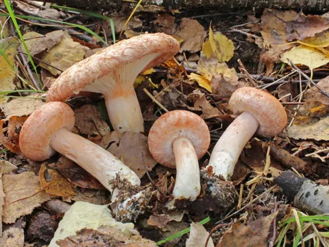 False Saffron Milk Cap