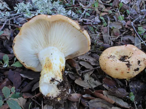 Ringed Milk-cap
