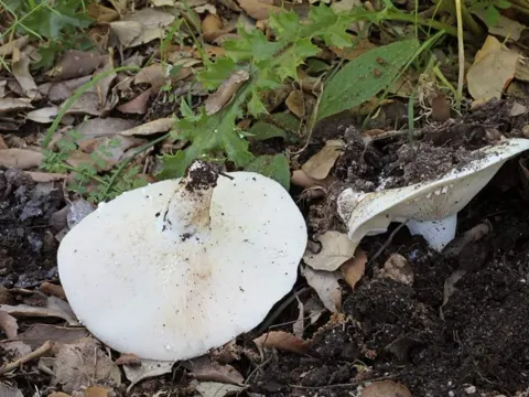 Glaucous Milkcap