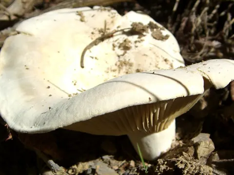 Peppery Milkcap