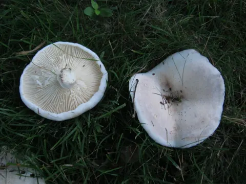 Fleecy Milkcap