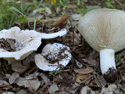 Fleecy Milkcap